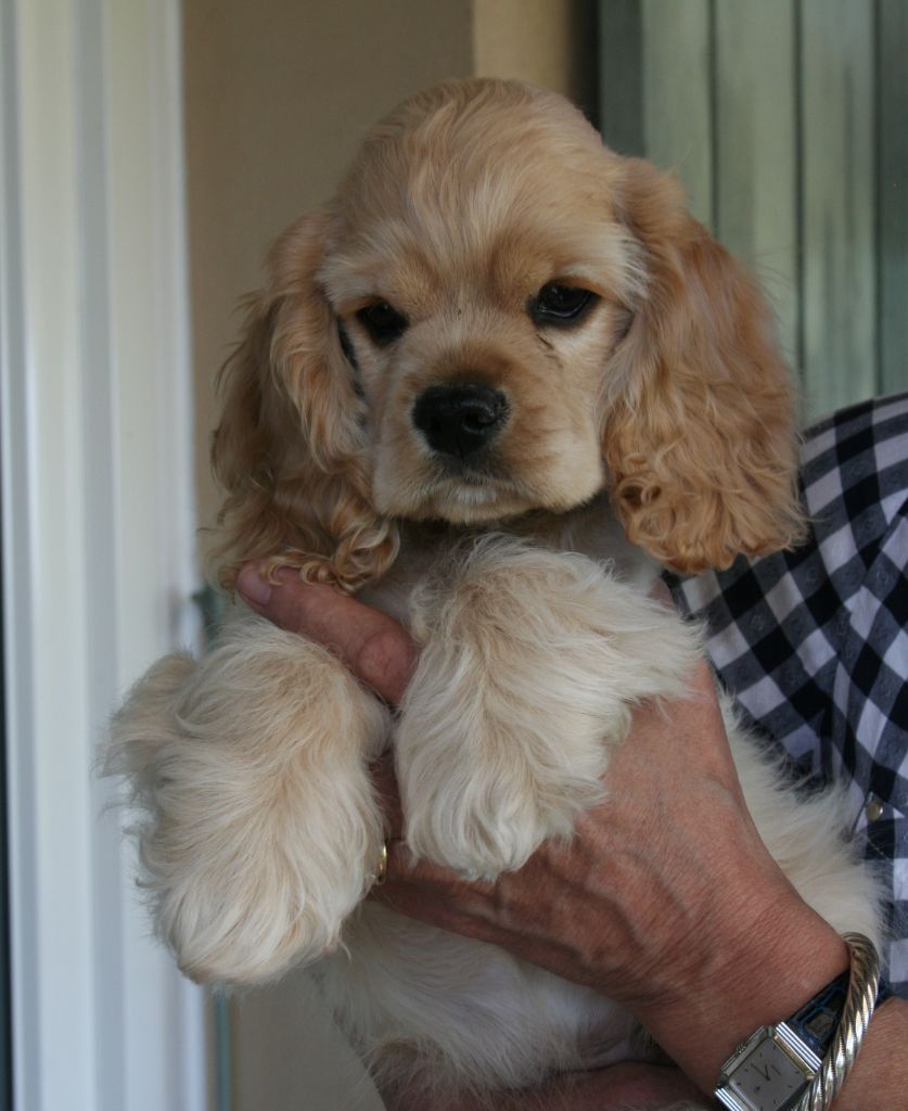 Kay Hina - American Cocker Spaniel - Portée née le 15/01/2017